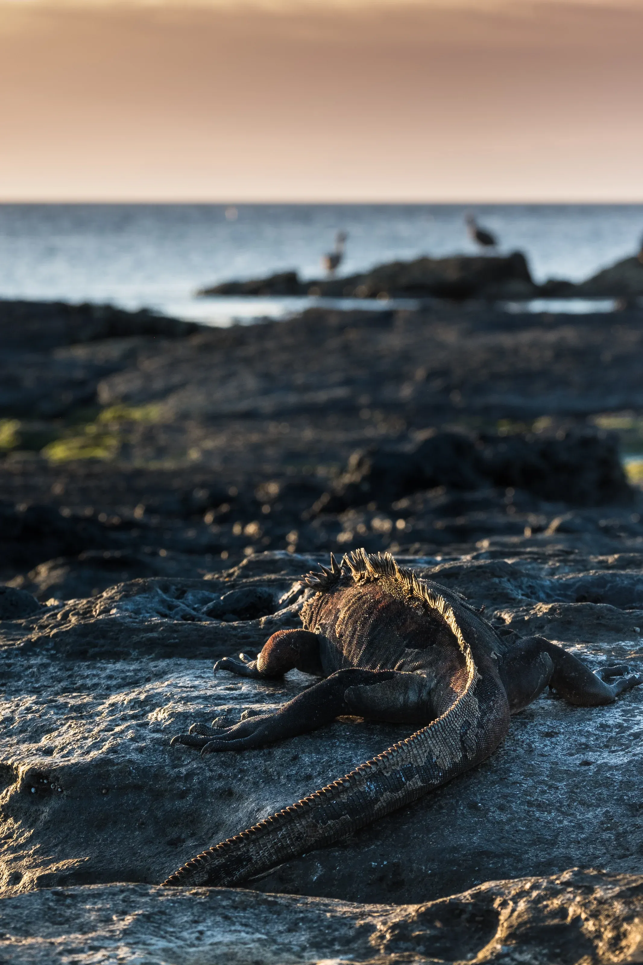Galápagos — 2