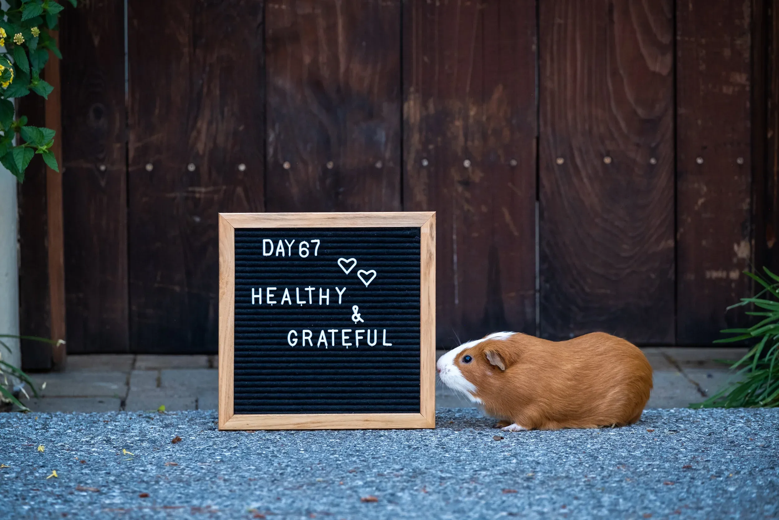 Family with their pet on front steps in Palo Alto