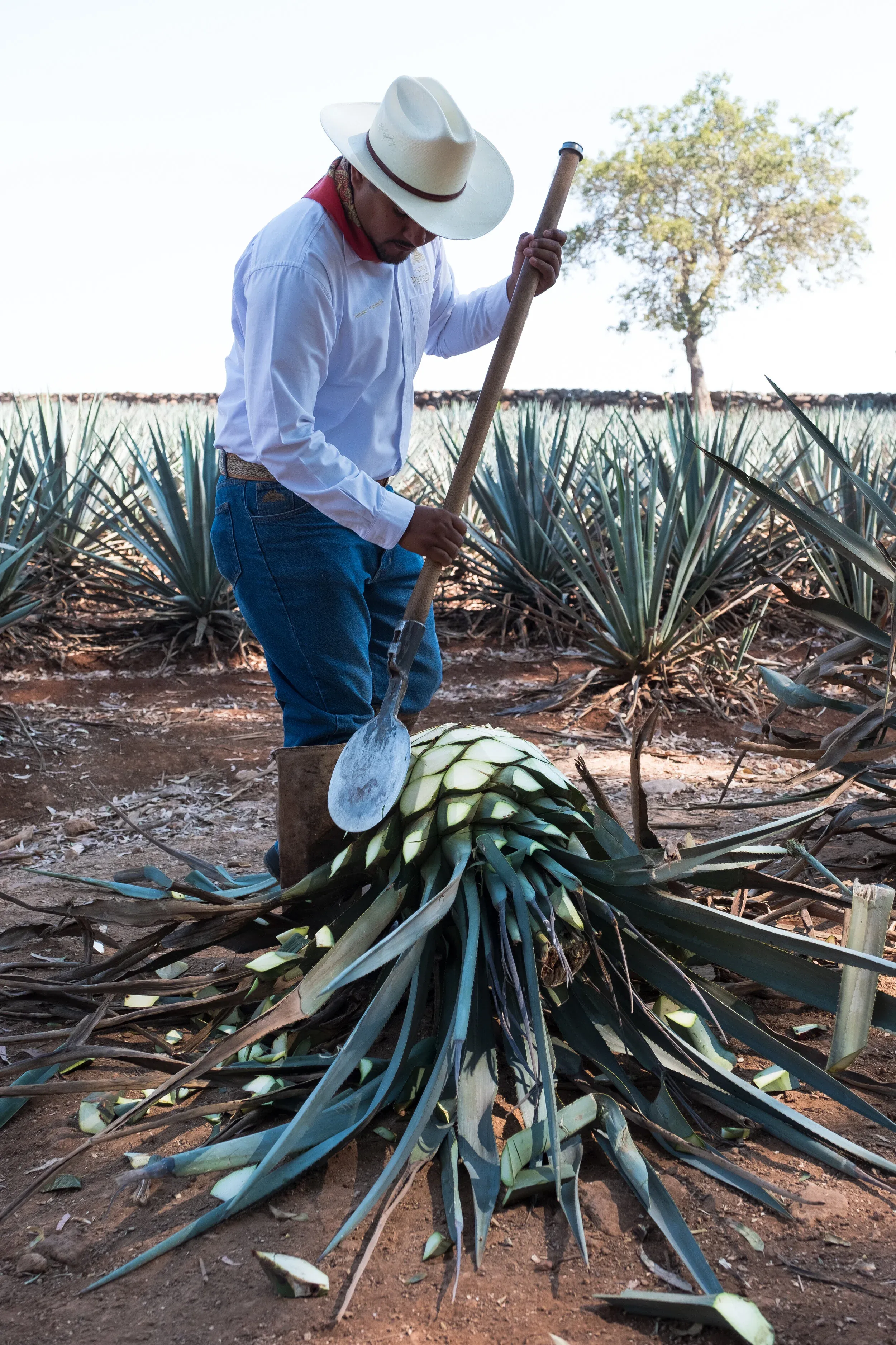 Agave piñas being prepared