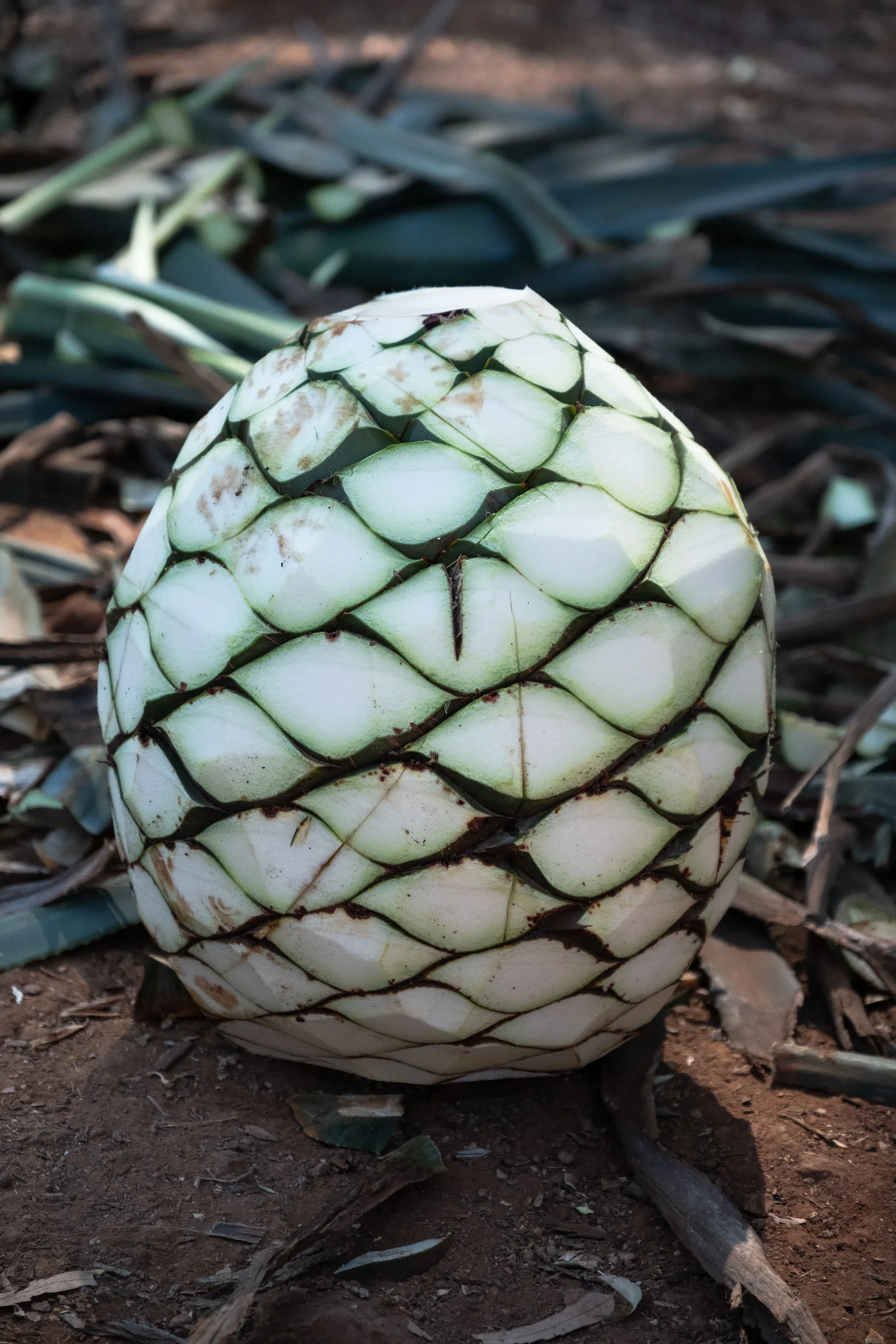 Harvesting blue agave in the field