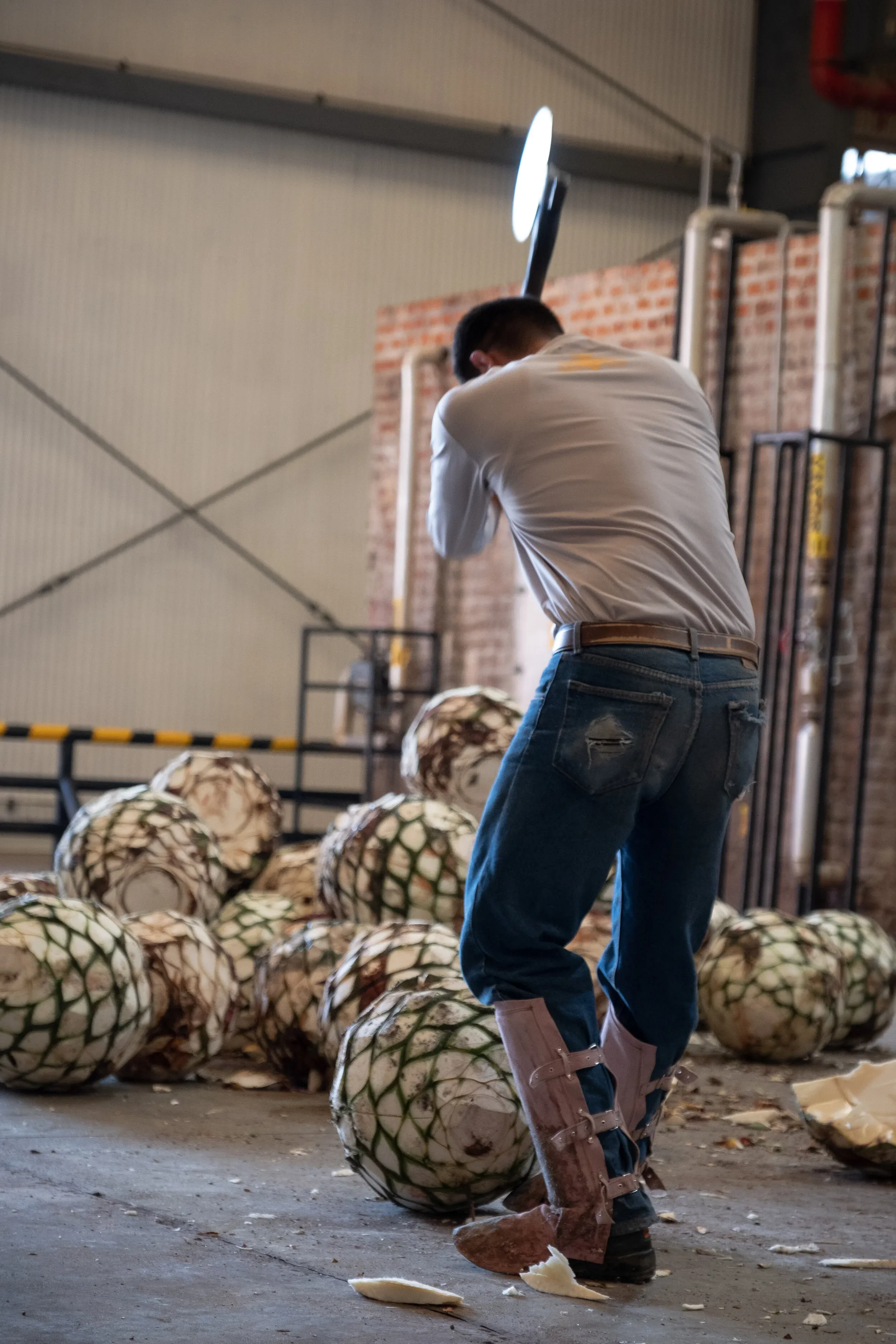 Cooking agave piñas in the oven